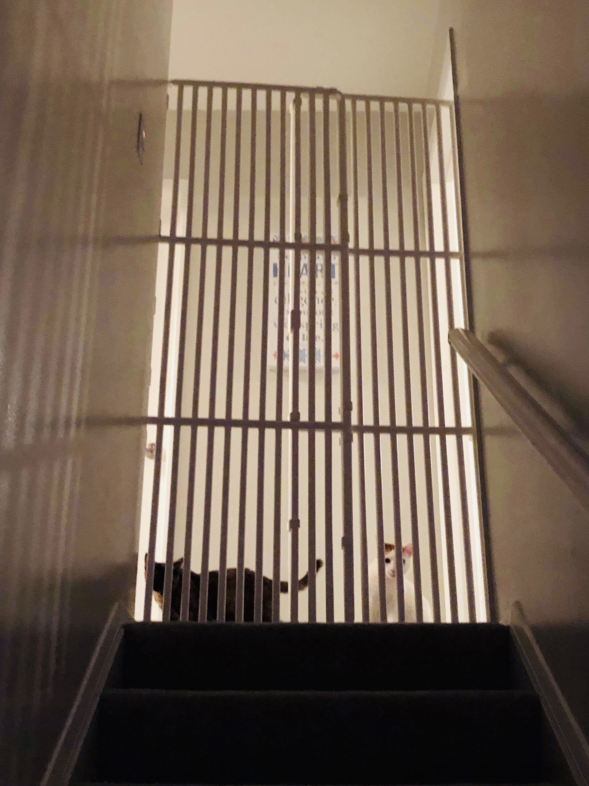 pet gate for stairs cat