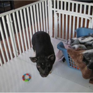 Dog Cages PVC Floor
