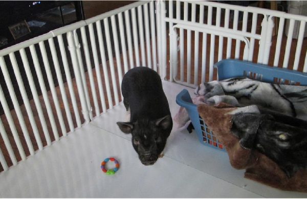 Large Indoors Puppy Pen