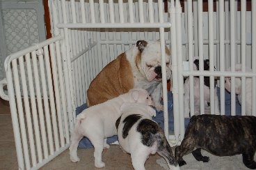 Dog Cage Double Door Center Pin