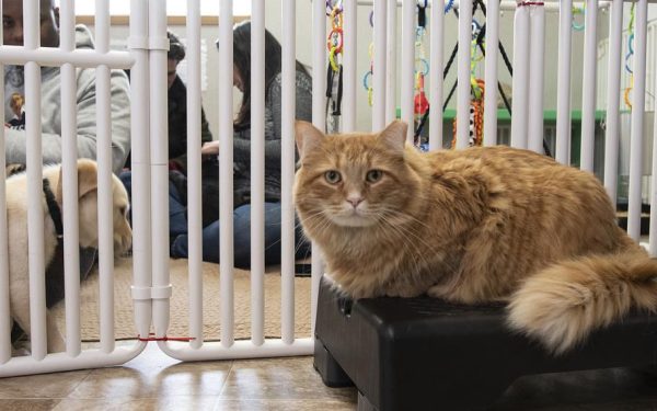 Indoor Kitten Cages