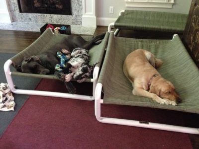 Raised Large Dog Bed
