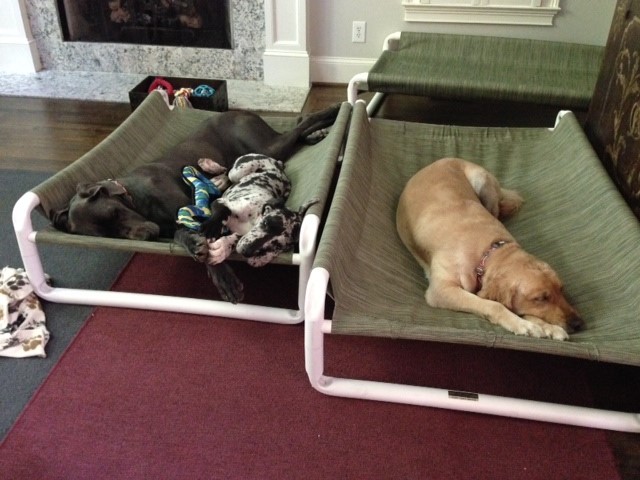 Elevated Extra Large Dog Beds