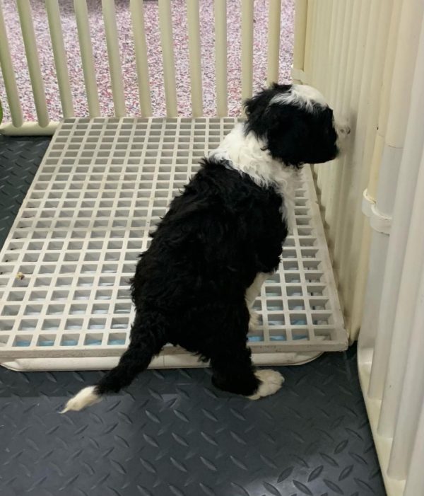Puppy Grate Support Bars