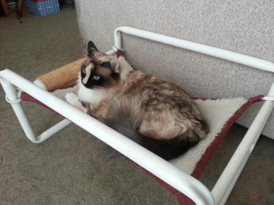 Comfy Cute Cat Bed