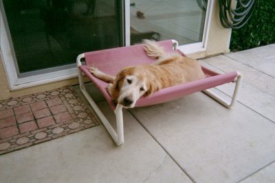 Elevated Large PVC Dog Bed