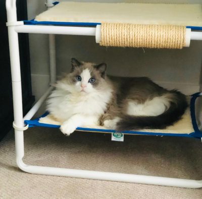 Two Level Cat Bed Frame
