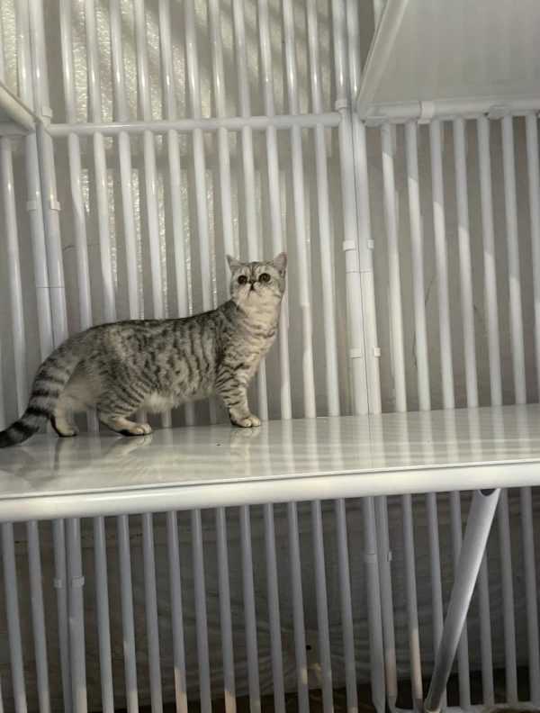 PVC Cats Cage Shelf
