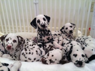 Indoors Dog Pen