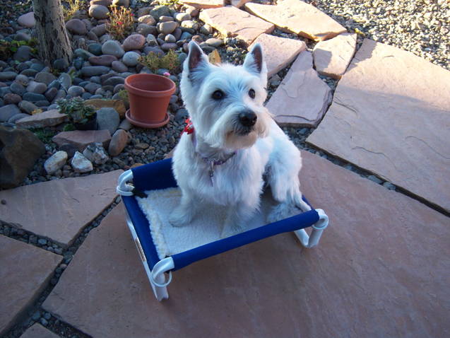 Raised Small Pooch Bed