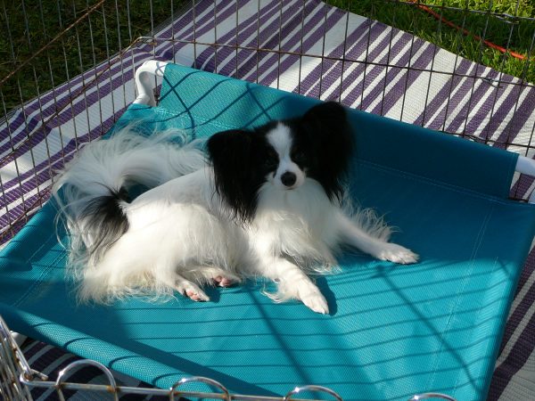 Raised Small Dog Beds