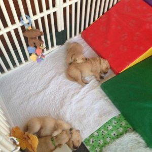 Whelping Box Puppy Keepers