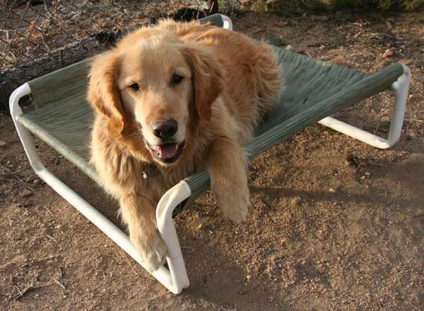 Elevated Large PVC Dog Bed