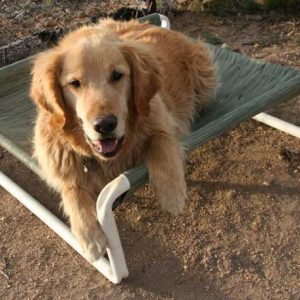 Raised Medium Dog Bed