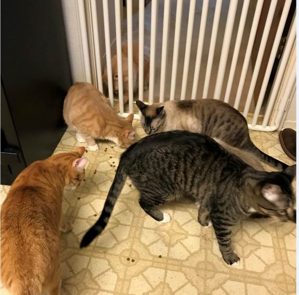 Indoor Cats Corral