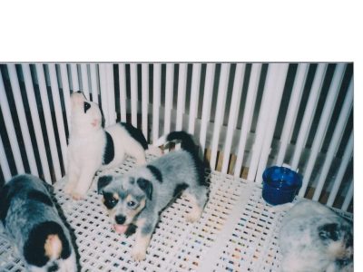 Indoor Dog Kennel Grates 