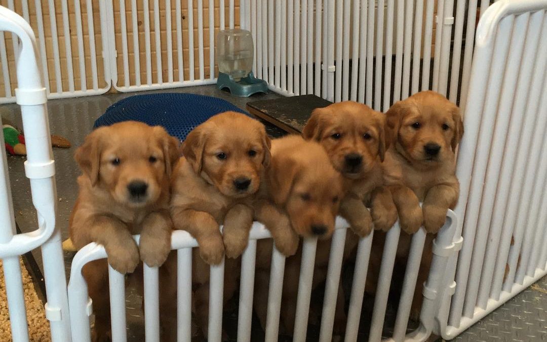 Tall Indoor Puppy Gates