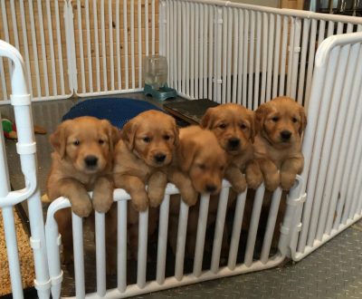 Indoor Portable Puppy Gates