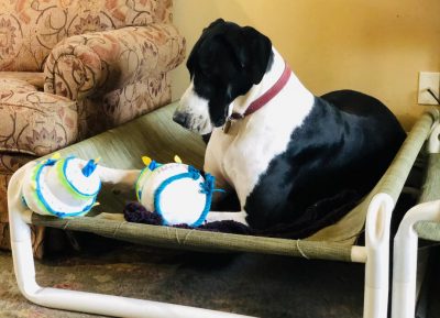 Indoor Elevated Pooch Bed