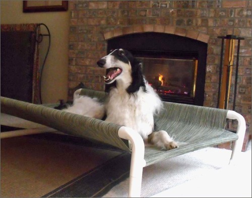 Large Dog Bed for All Kind