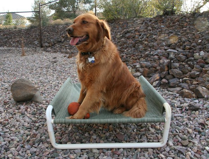 The Best Pet Canine Bed