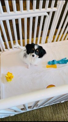 Dog Crate Training Tips