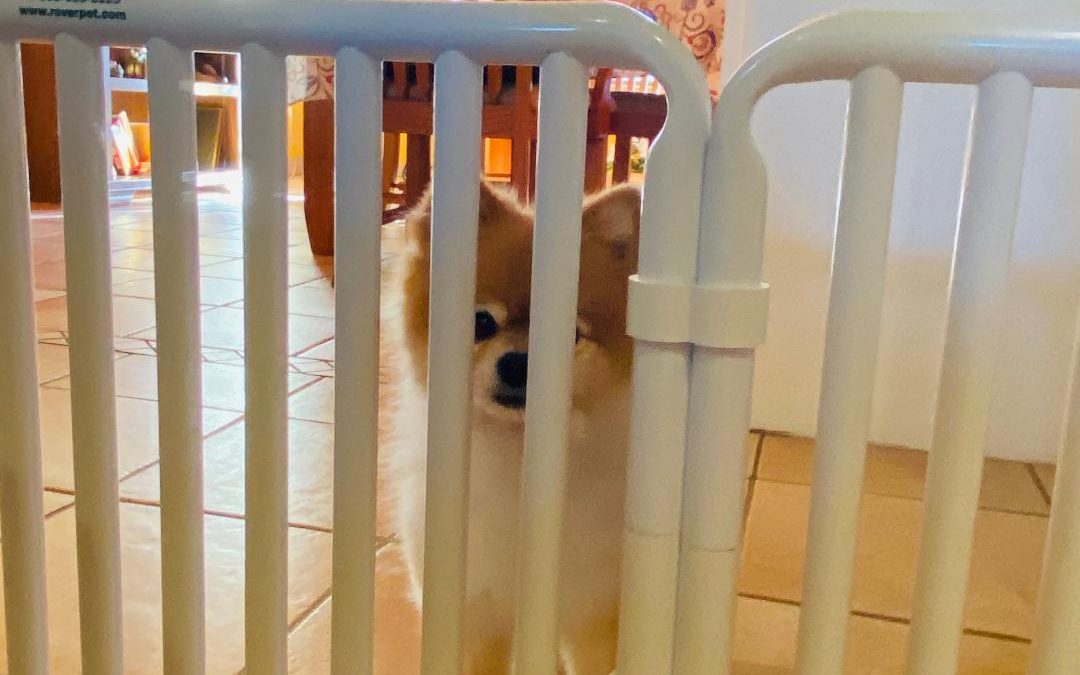 Indoor Plastic Canine Gate