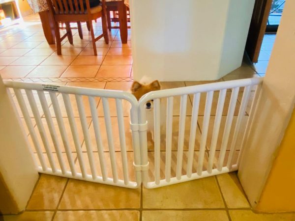 Indoor Small Puppy Gate