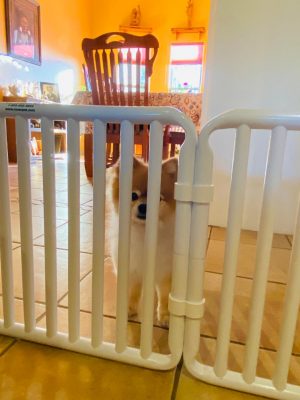 Indoor Plastic Dog Barrier