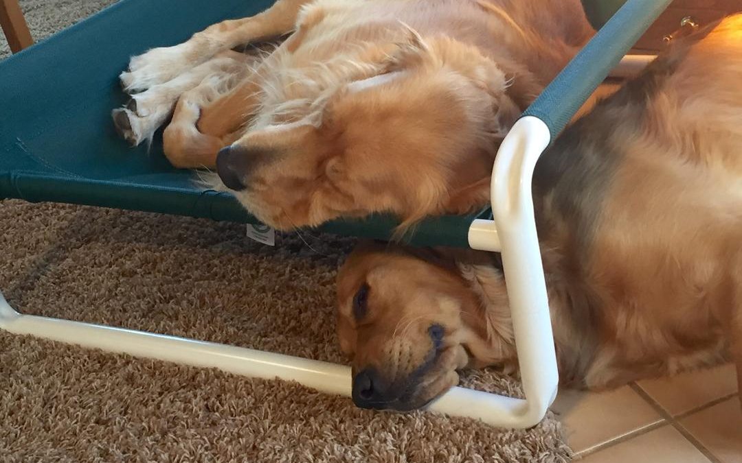 Indoor Elevated Canine Beds