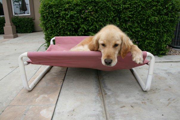 Outdoor Elevated Pooch Beds