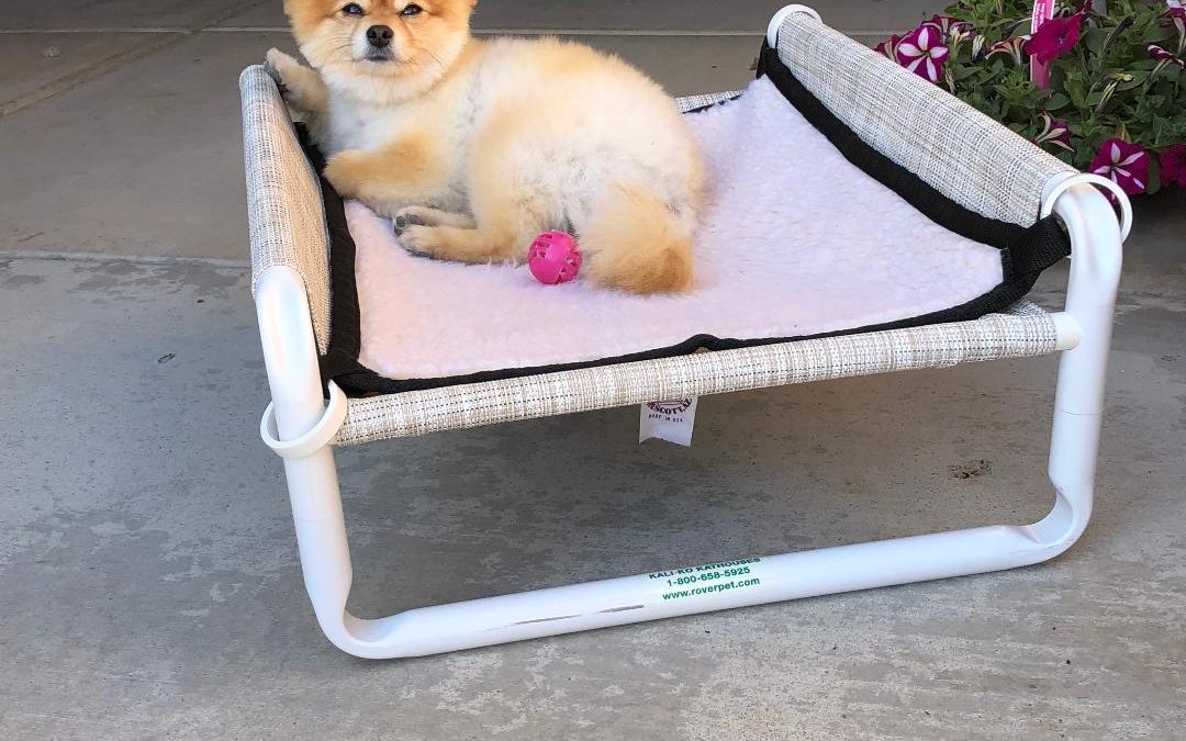 Outdoor Raised Canine Cots