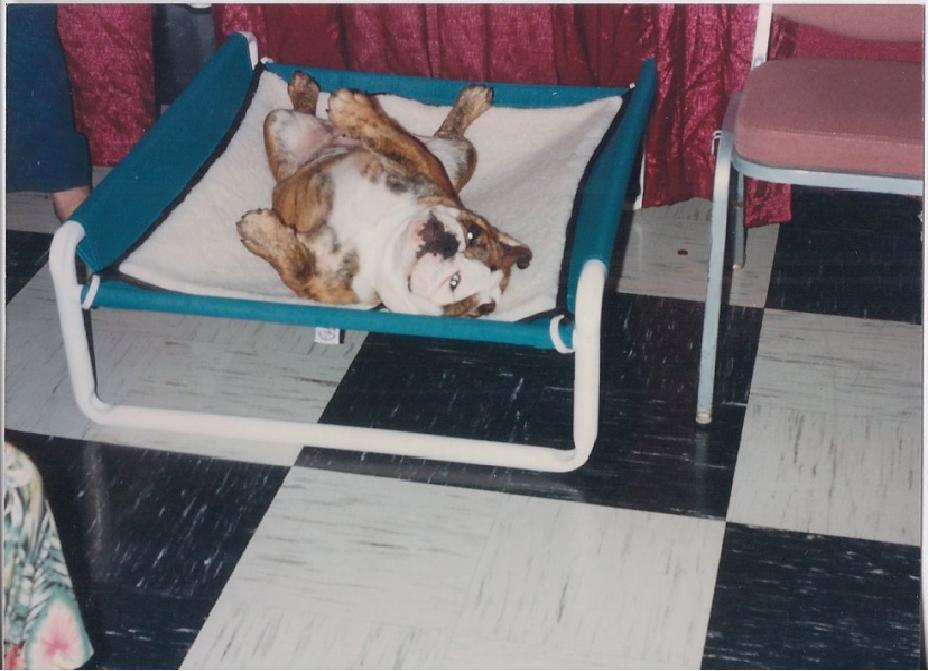 Raised Medium Dog Beds