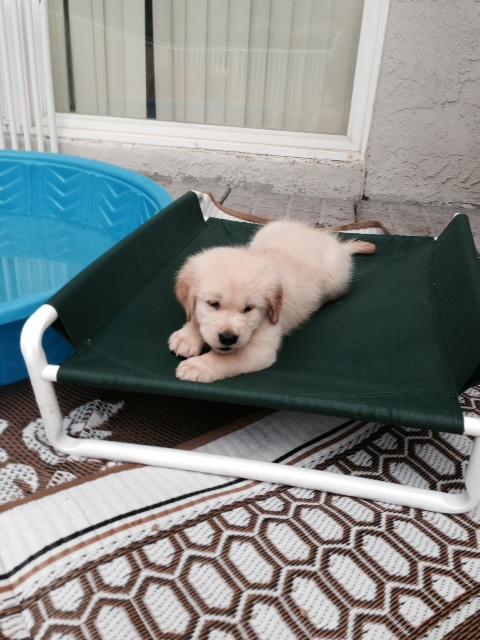 Elevated Small Puppy Bed