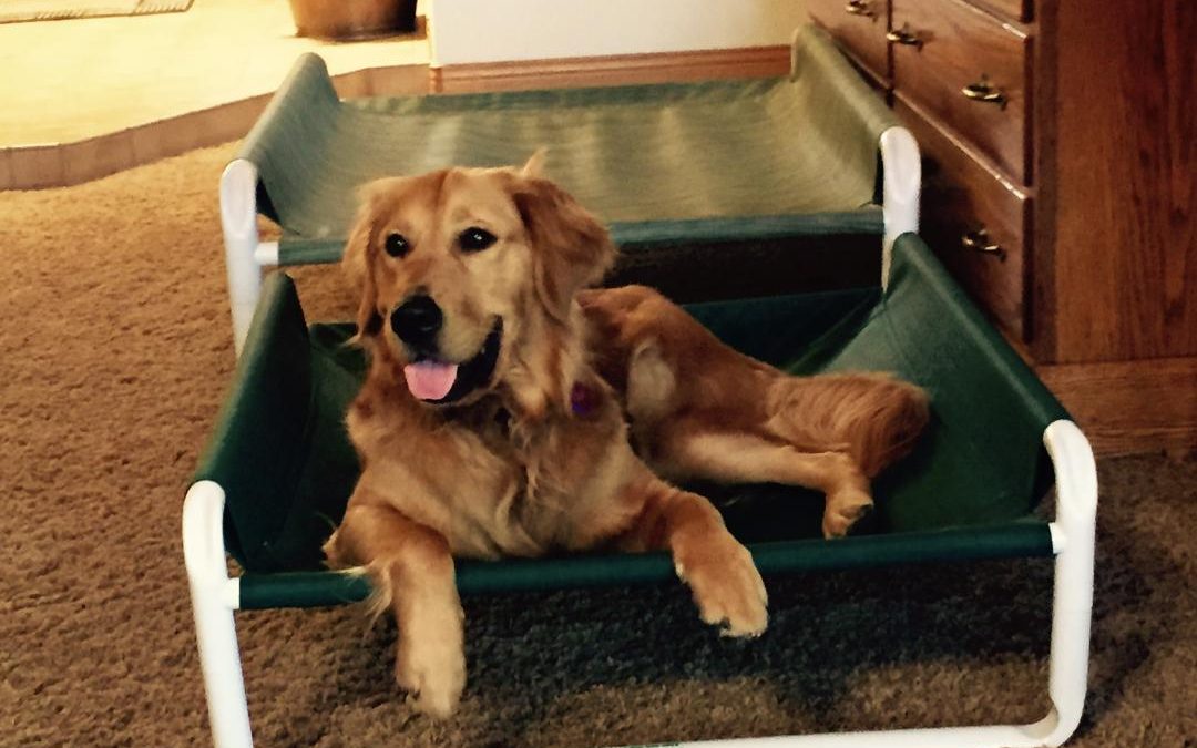 Indoor Raised Dog Beds