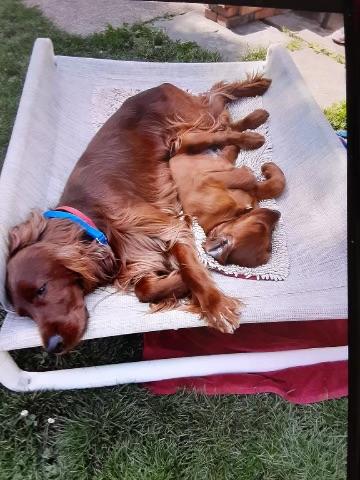 Outdoor Raised Pet Beds