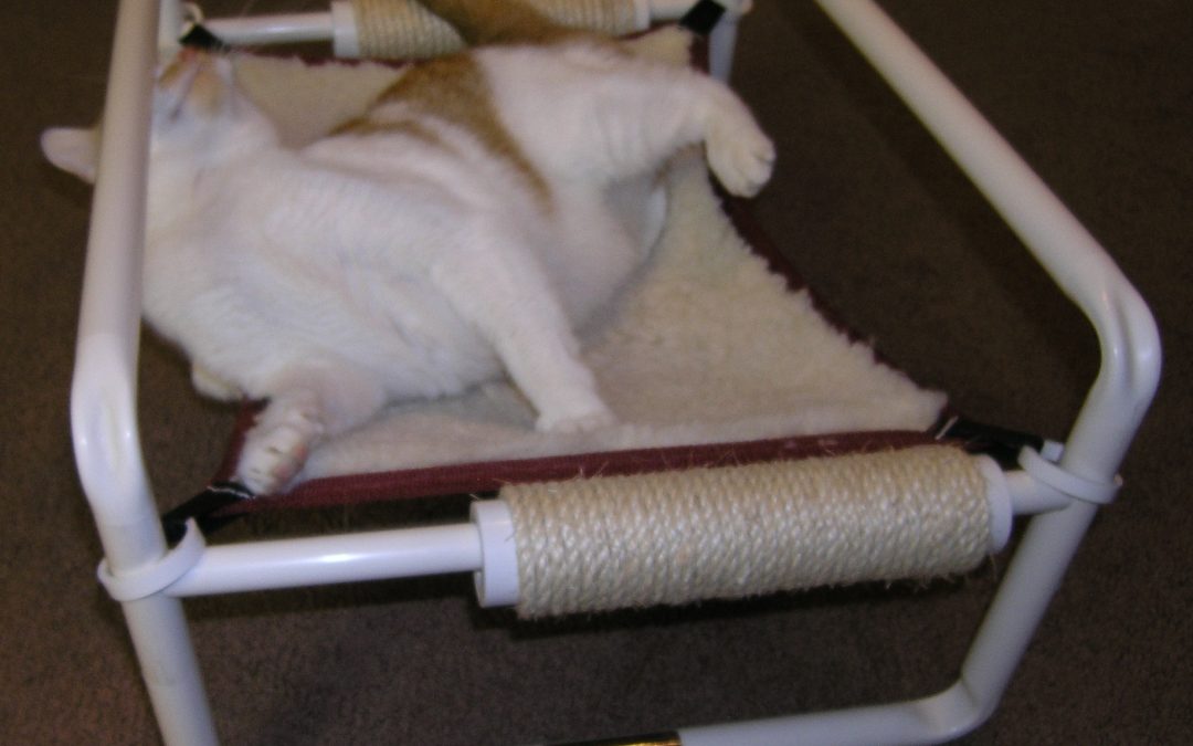 Indoor Elevated Kitten Beds