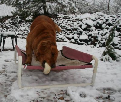 Elevated Large Pooch Cot