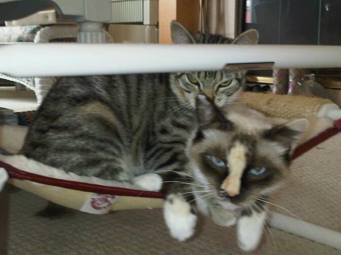 Indoor Elevated Kitty Beds