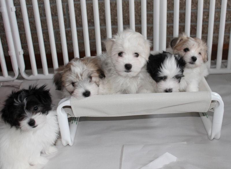 Indoor Raised Puppy Cots