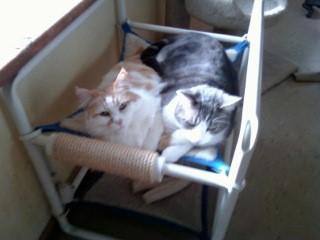 Durable Indoor Kitty Beds