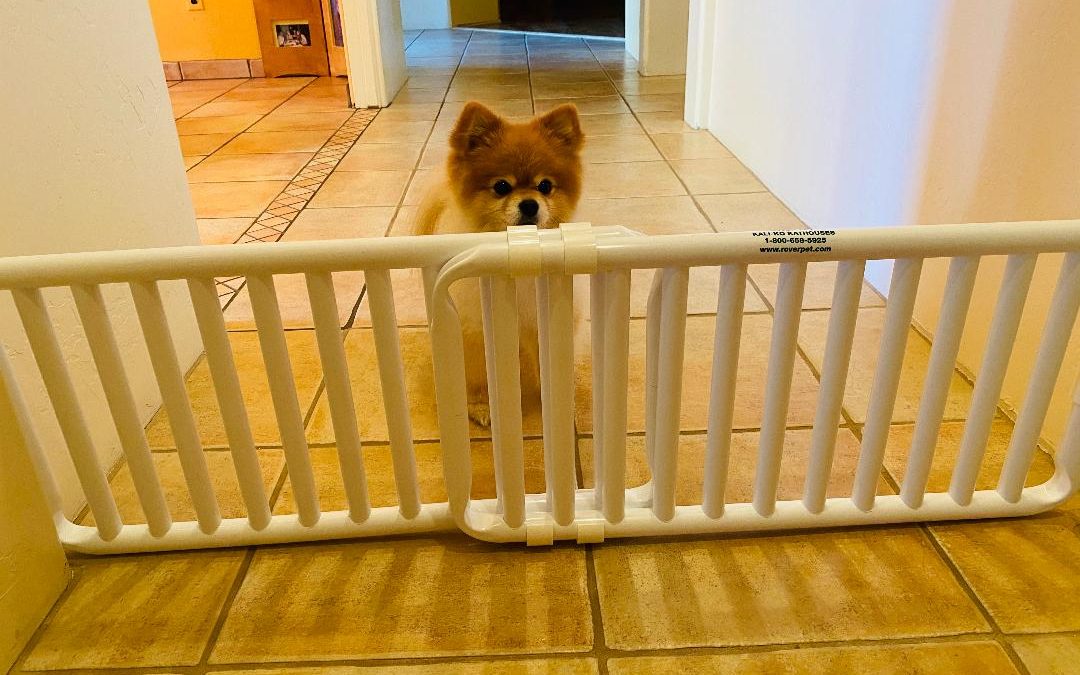 Indoor Plastic Canine Gates