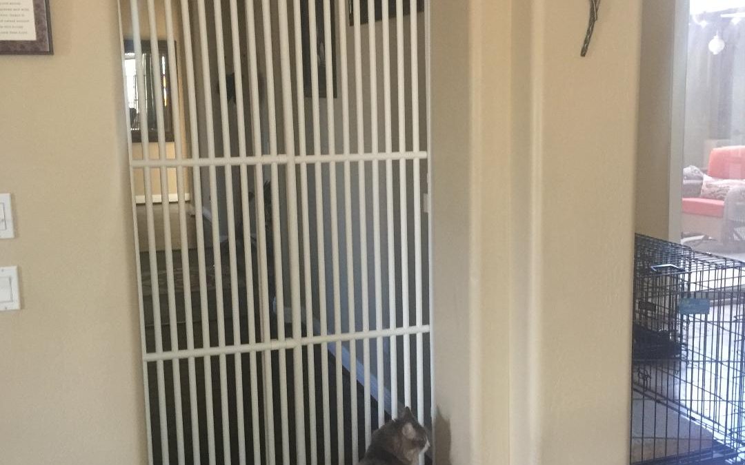 Indoor Plastic Kitten Gate