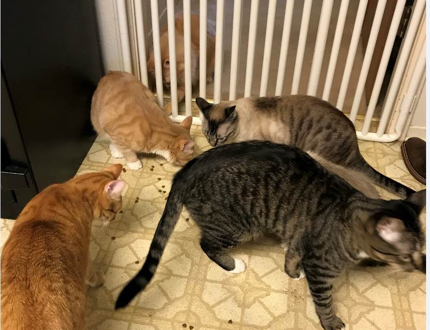 Indoor Plastic Kitty Barrier