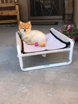 Elevated Small Canine Cot