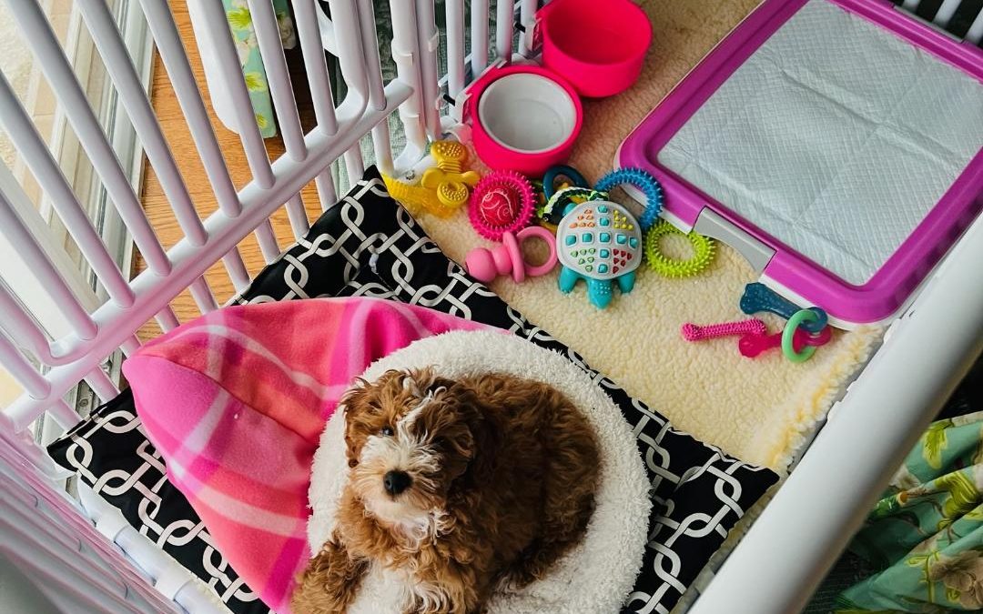 Hypoallergenic Large Dog Cage