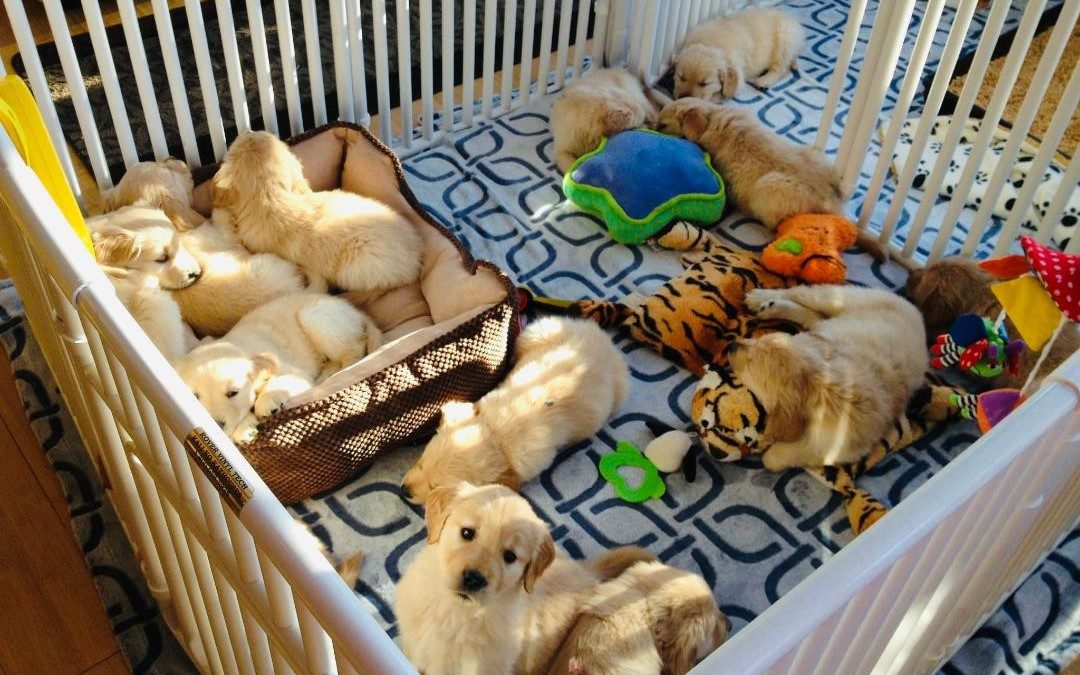Extra Large Dog Crates