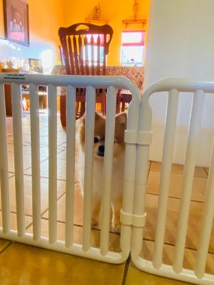 Tall Indoor Dog Barriers