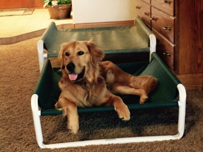 Indoor PVC Canine Cots