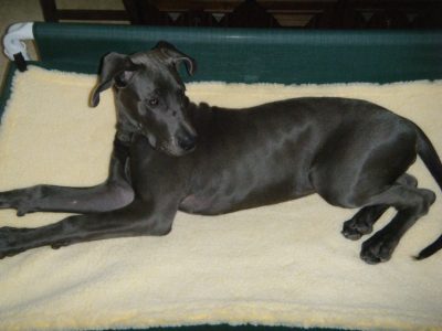 Best Great Dane Cots